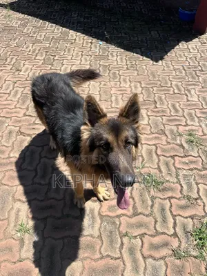 6-12 months Male Purebred German Shepherd