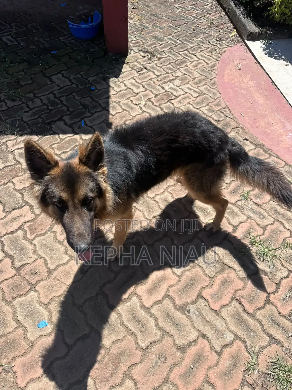 6-12 months Male Purebred German Shepherd
