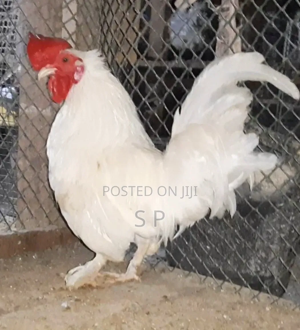 Mature Bantam Males - Clearance Offer!