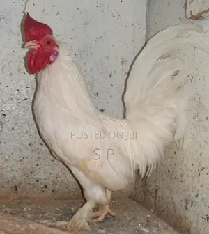 Mature Bantam Males - Clearance Offer!