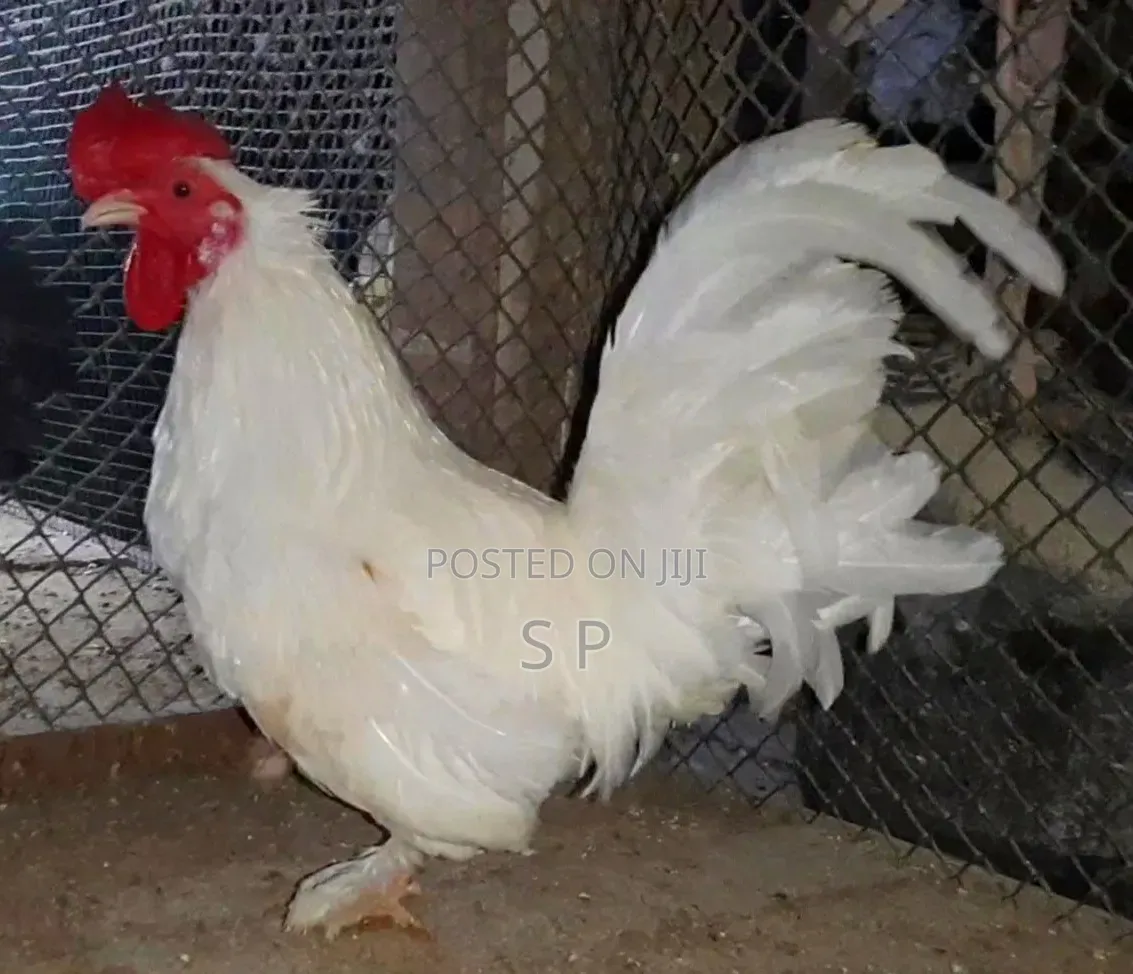 Mature Bantam Males - Clearance Offer!