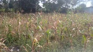 1/4 for Sale in Ongata Rongai, Kamura–Oloika Area