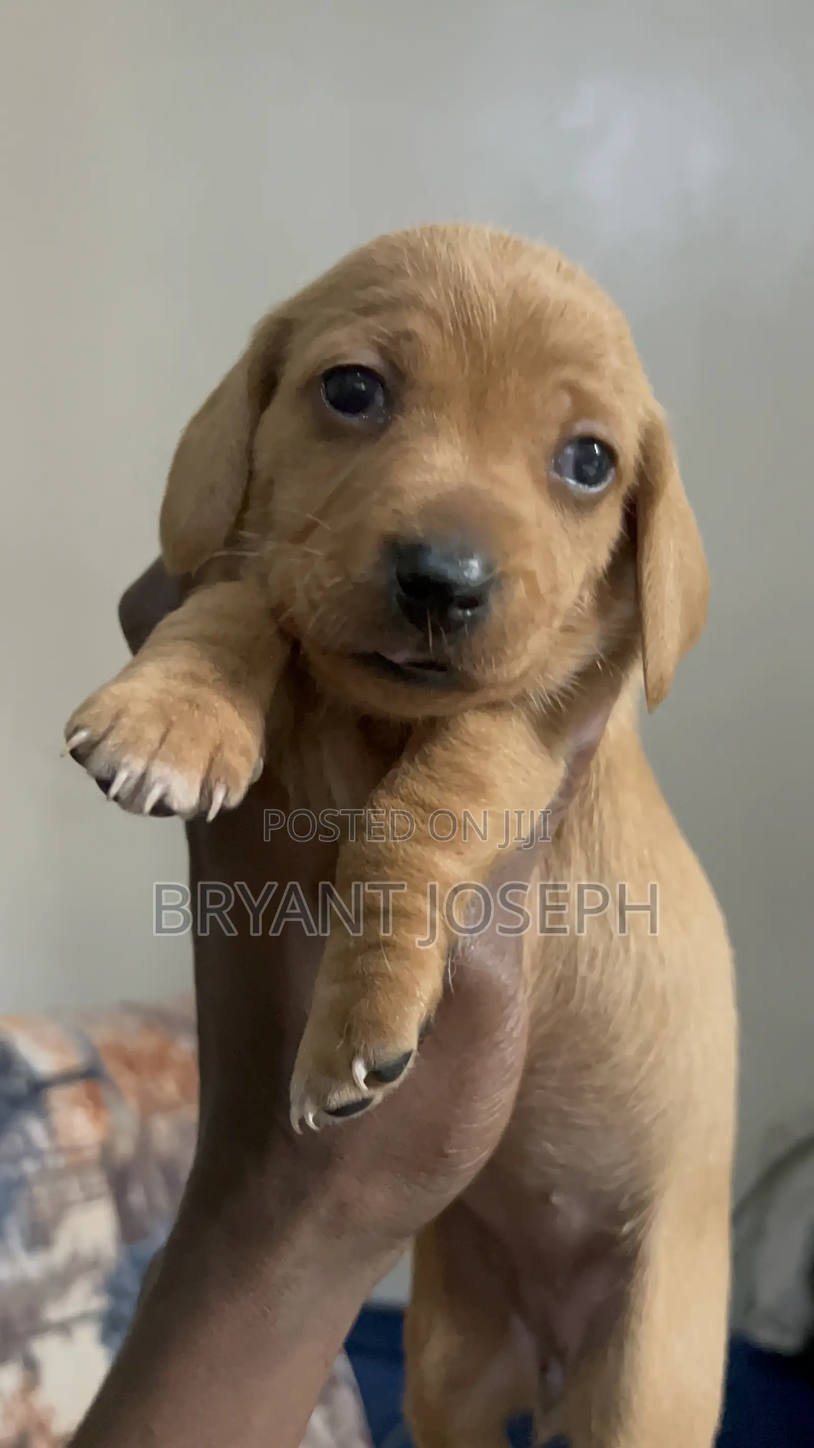 1-3 months Male Purebred Dachshund