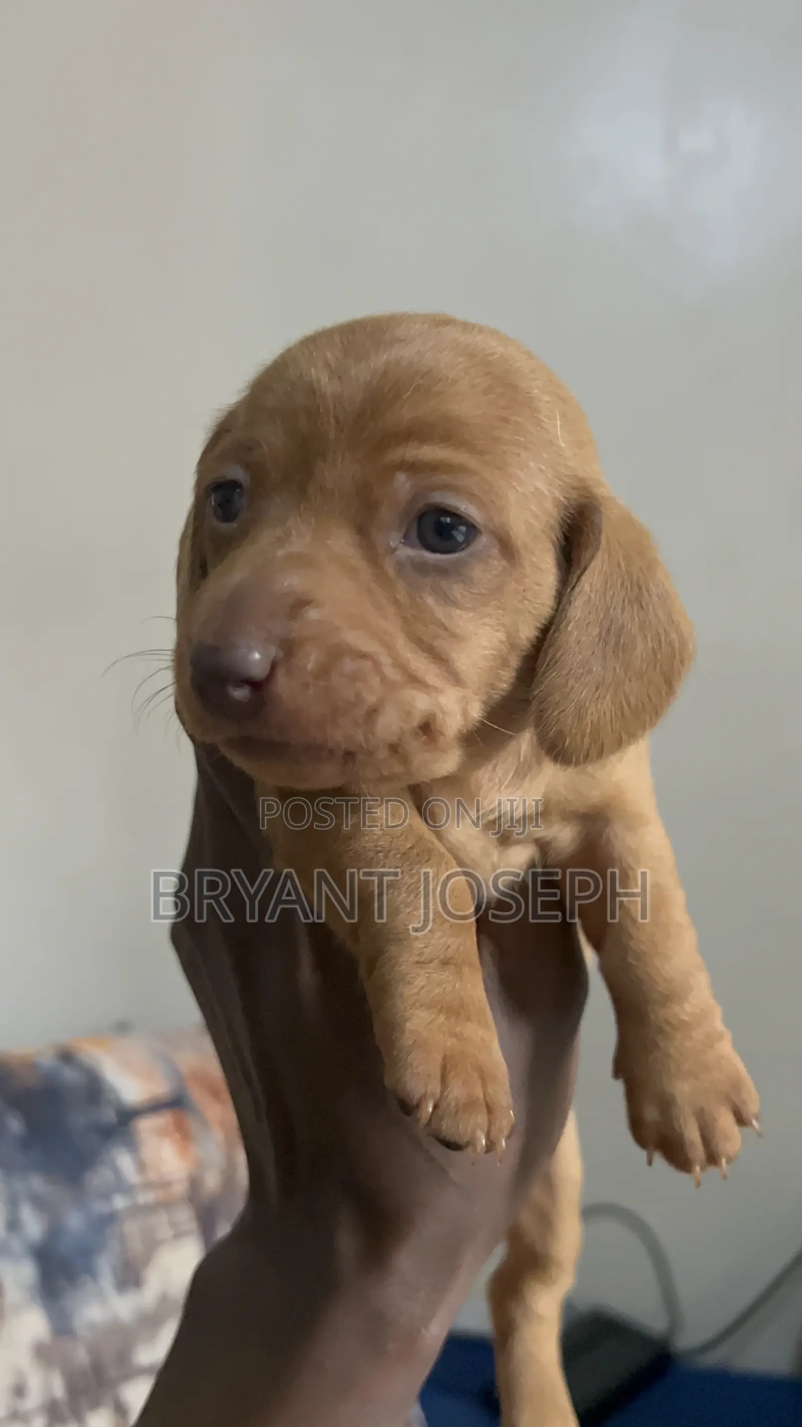 1-3 months Male Purebred Dachshund