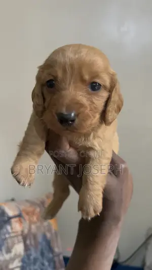 1-3 months Male Purebred Dachshund
