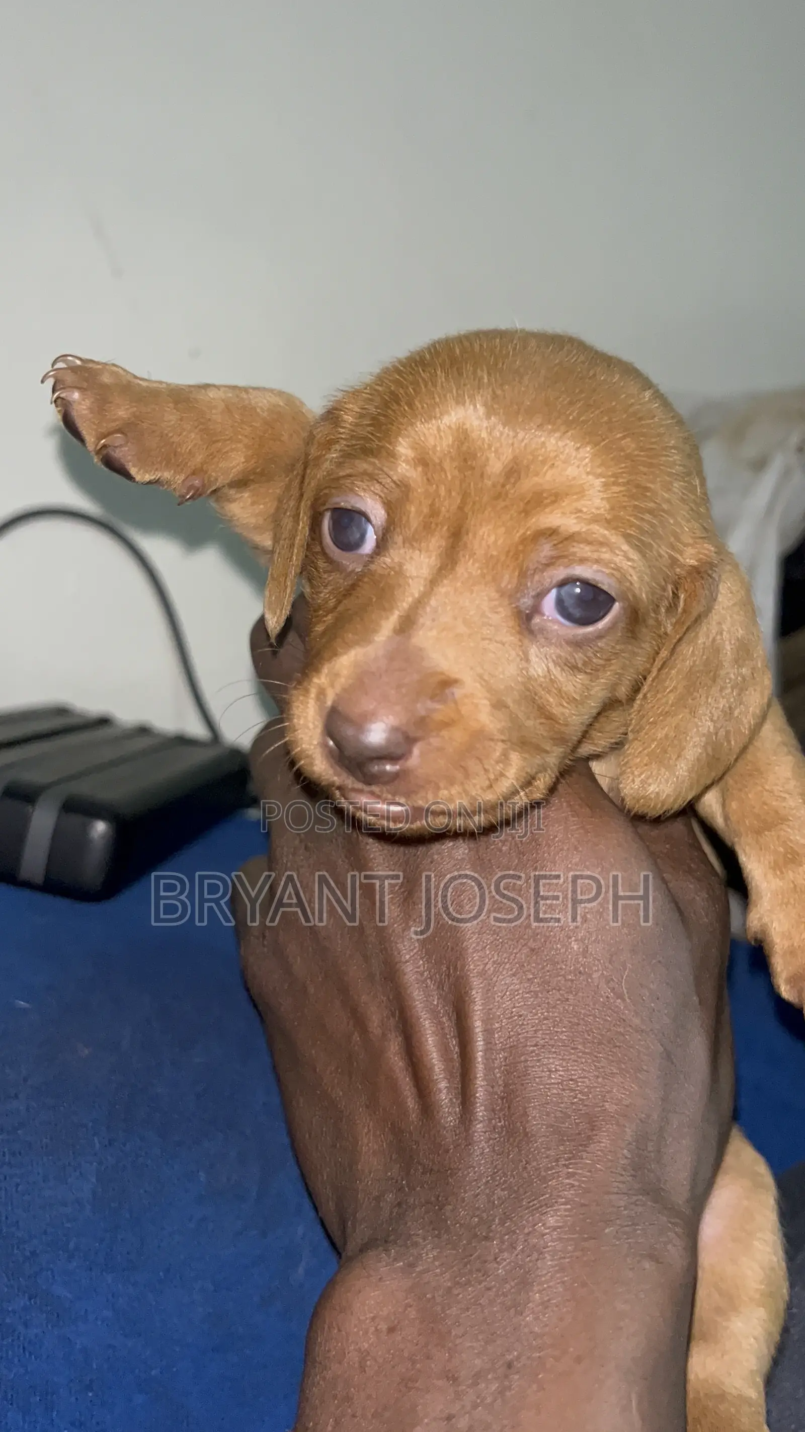 1-3 months Male Purebred Dachshund