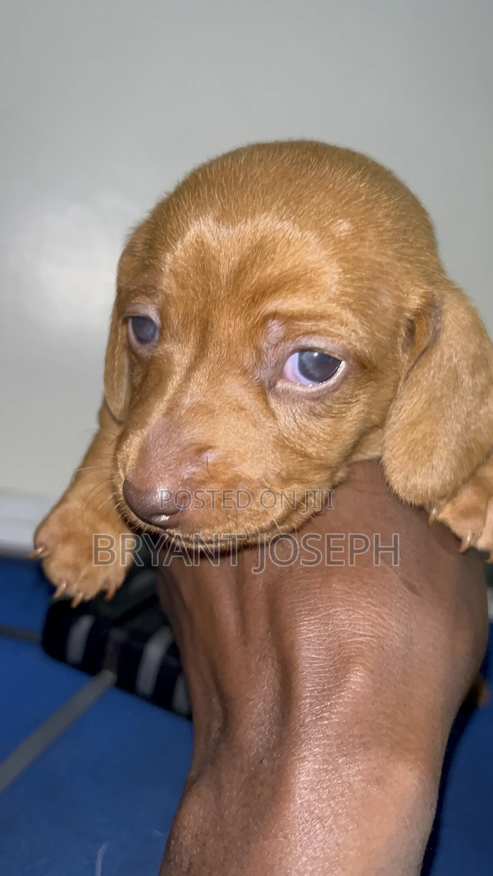 1-3 months Male Purebred Dachshund
