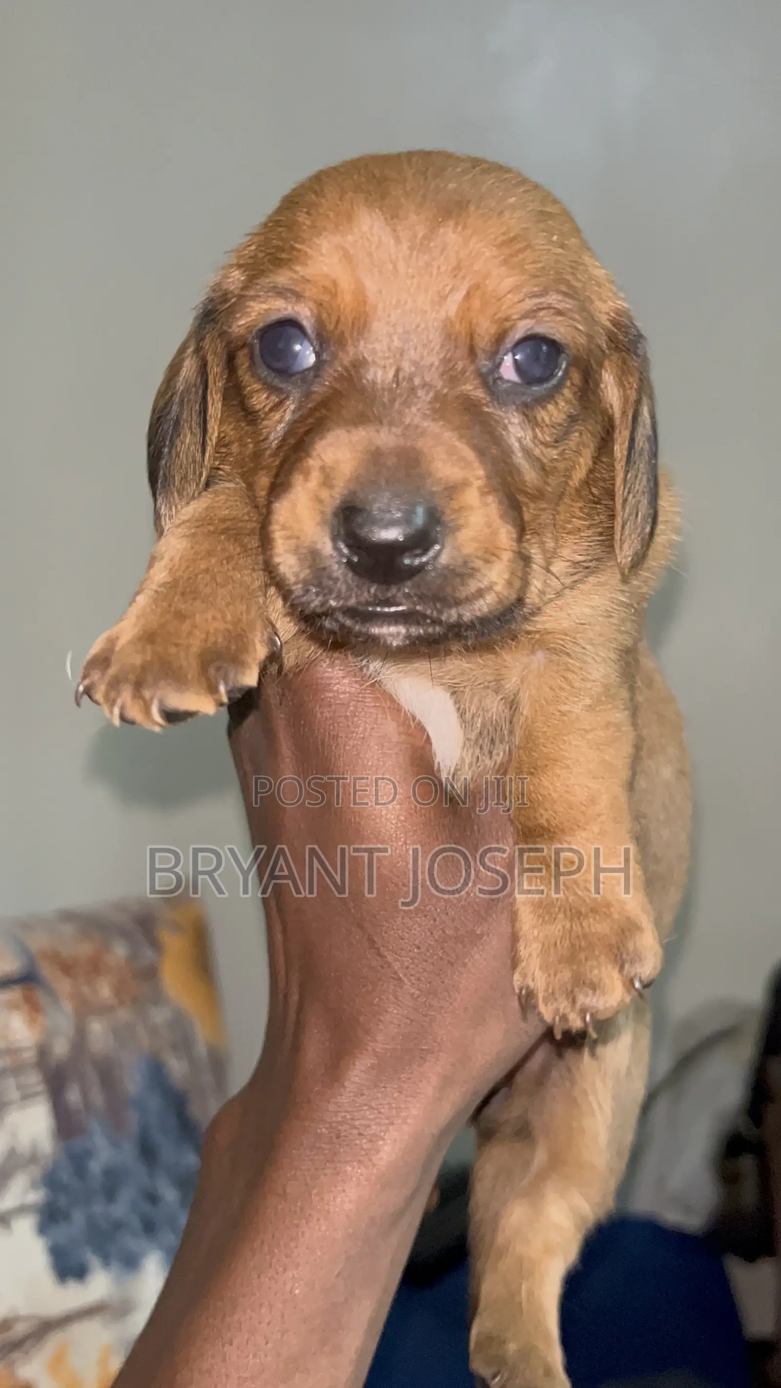 1-3 months Male Purebred Dachshund