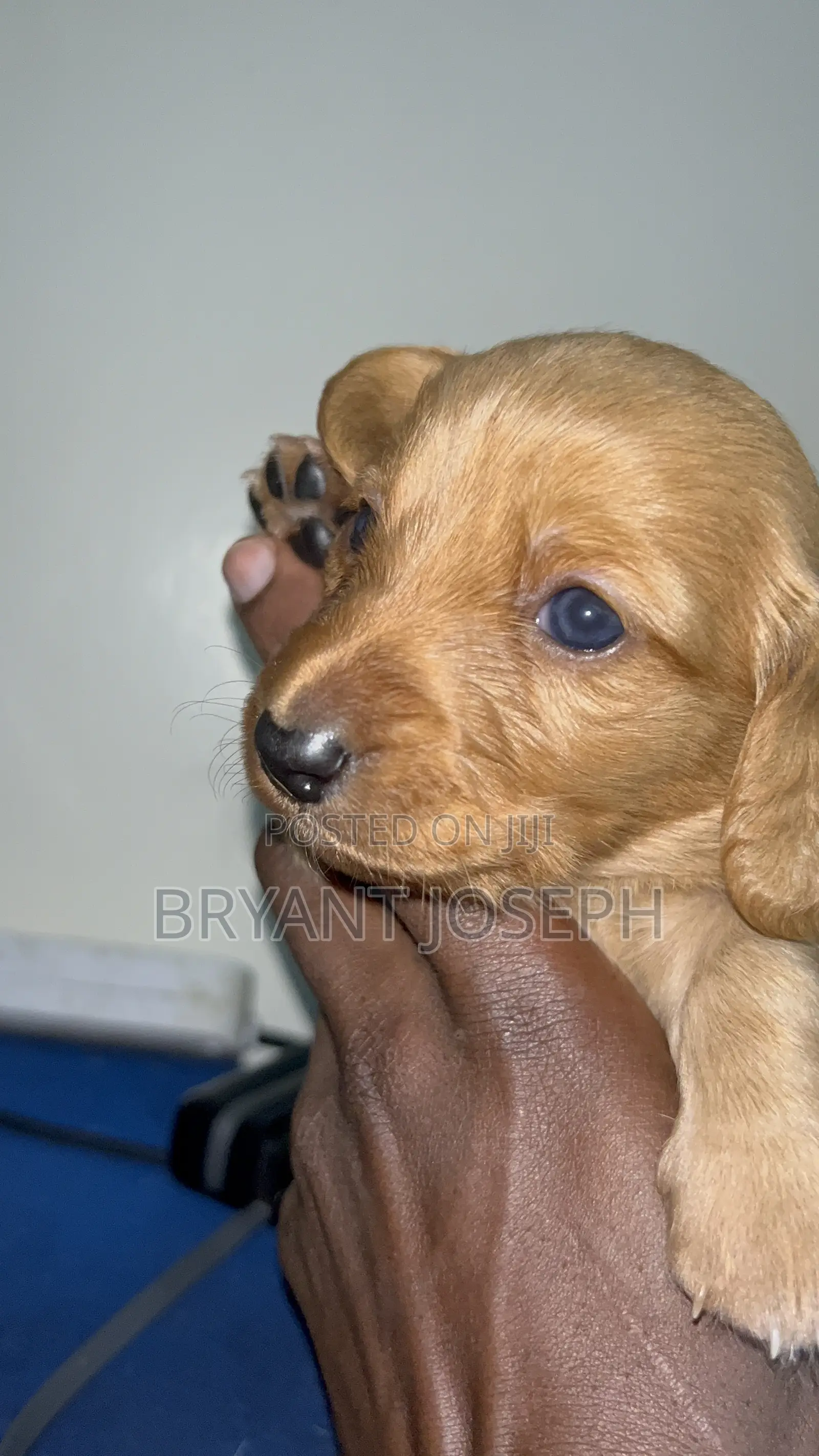 1-3 months Male Purebred Dachshund
