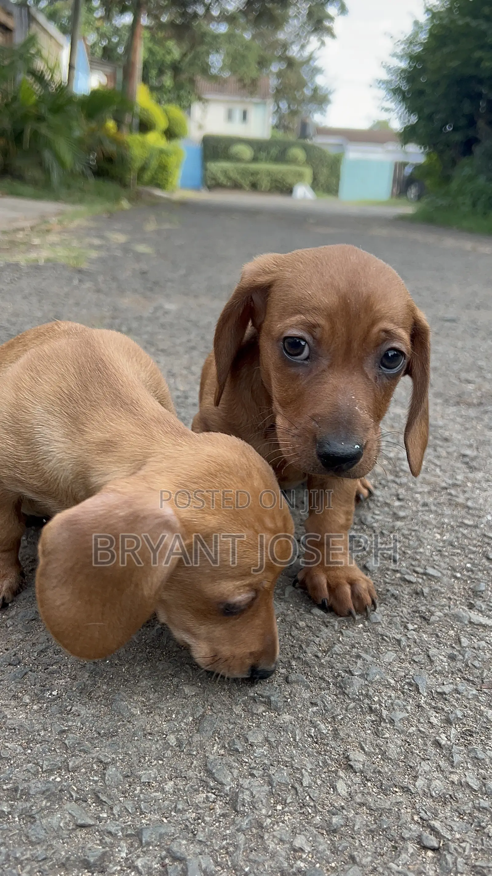 1-3 months Male Purebred Dachshund