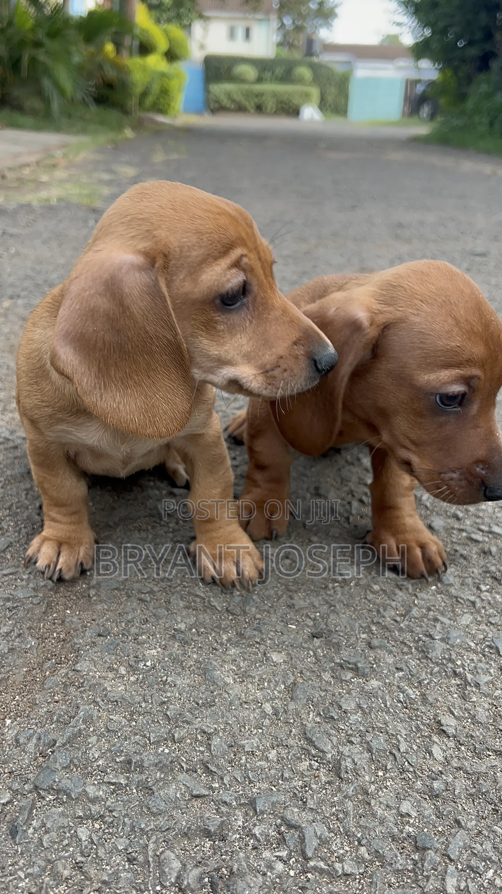1-3 months Male Purebred Dachshund