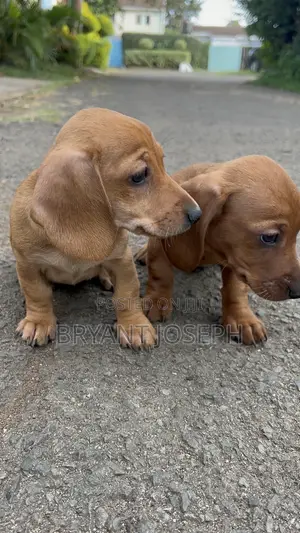 1-3 months Male Purebred Dachshund
