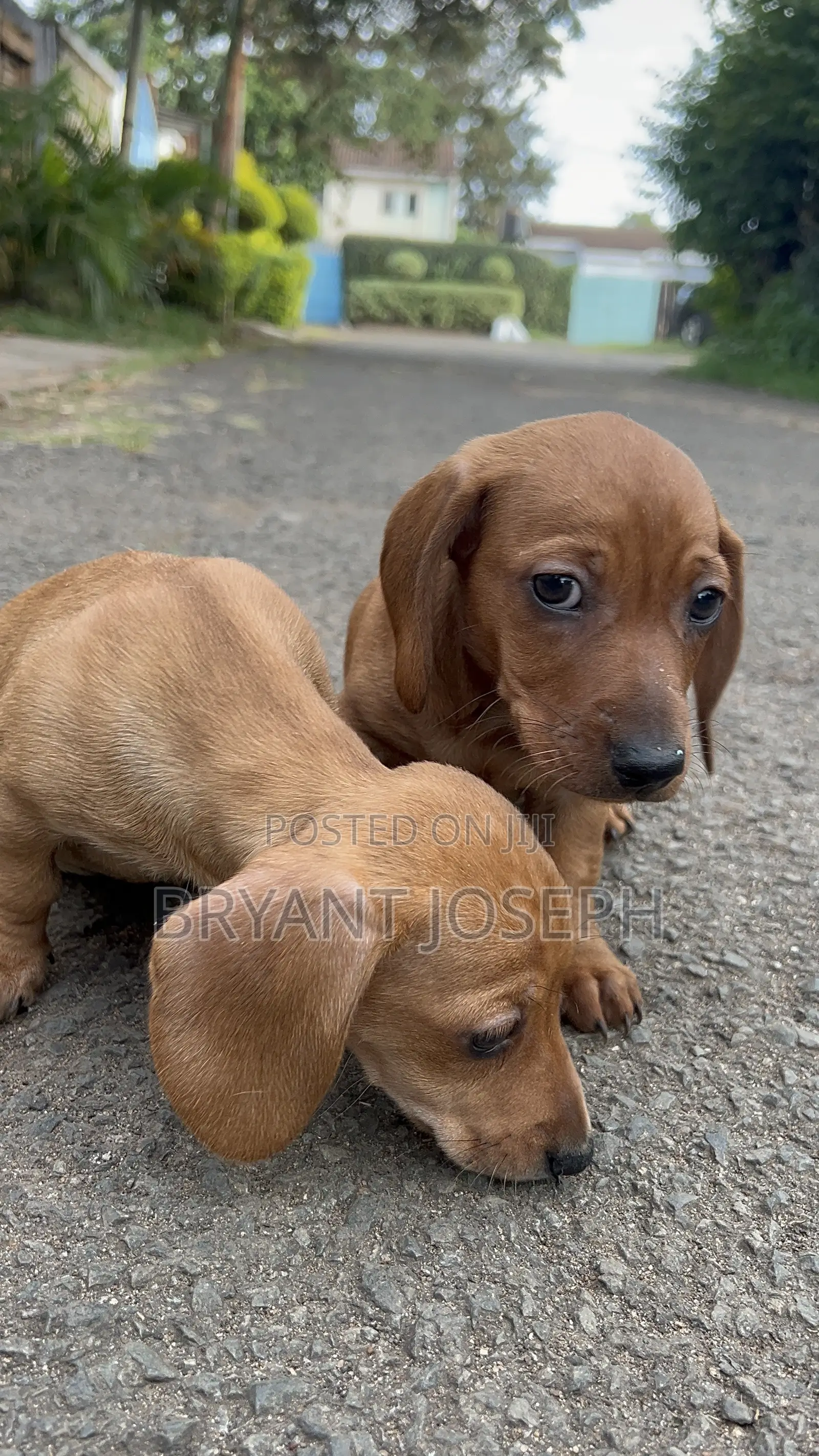 1-3 months Male Purebred Dachshund