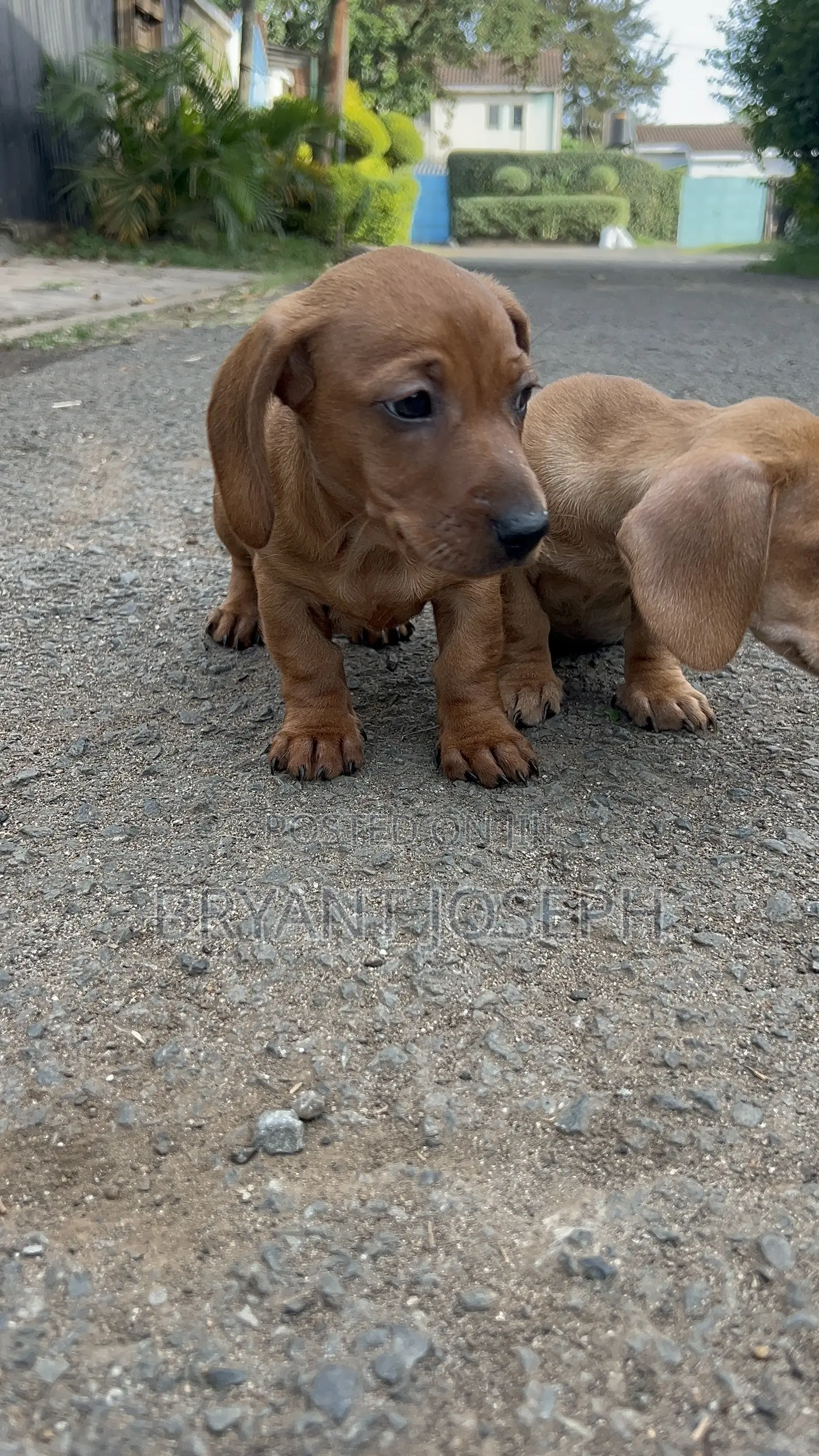 1-3 months Male Purebred Dachshund
