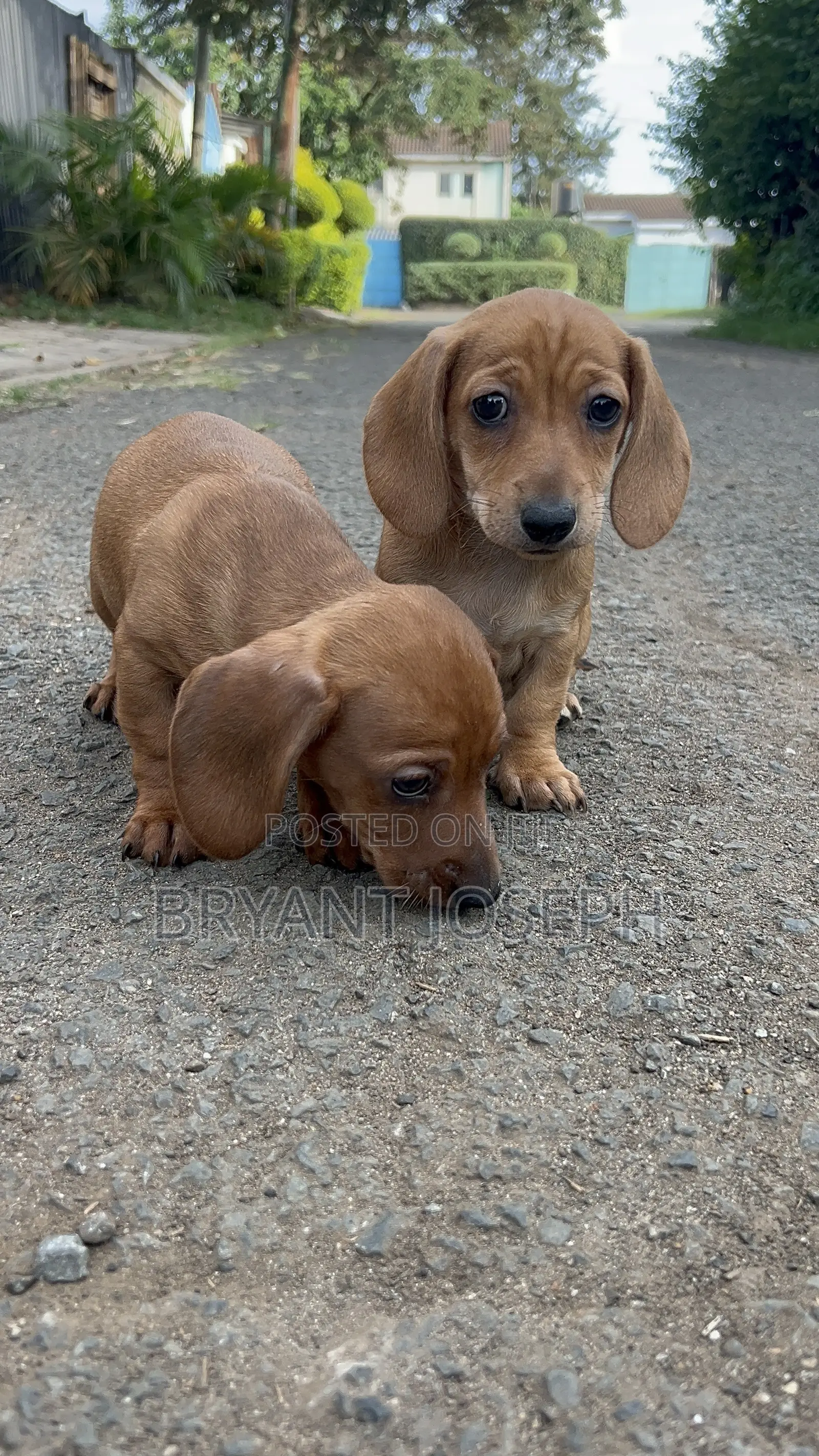 1-3 months Male Purebred Dachshund
