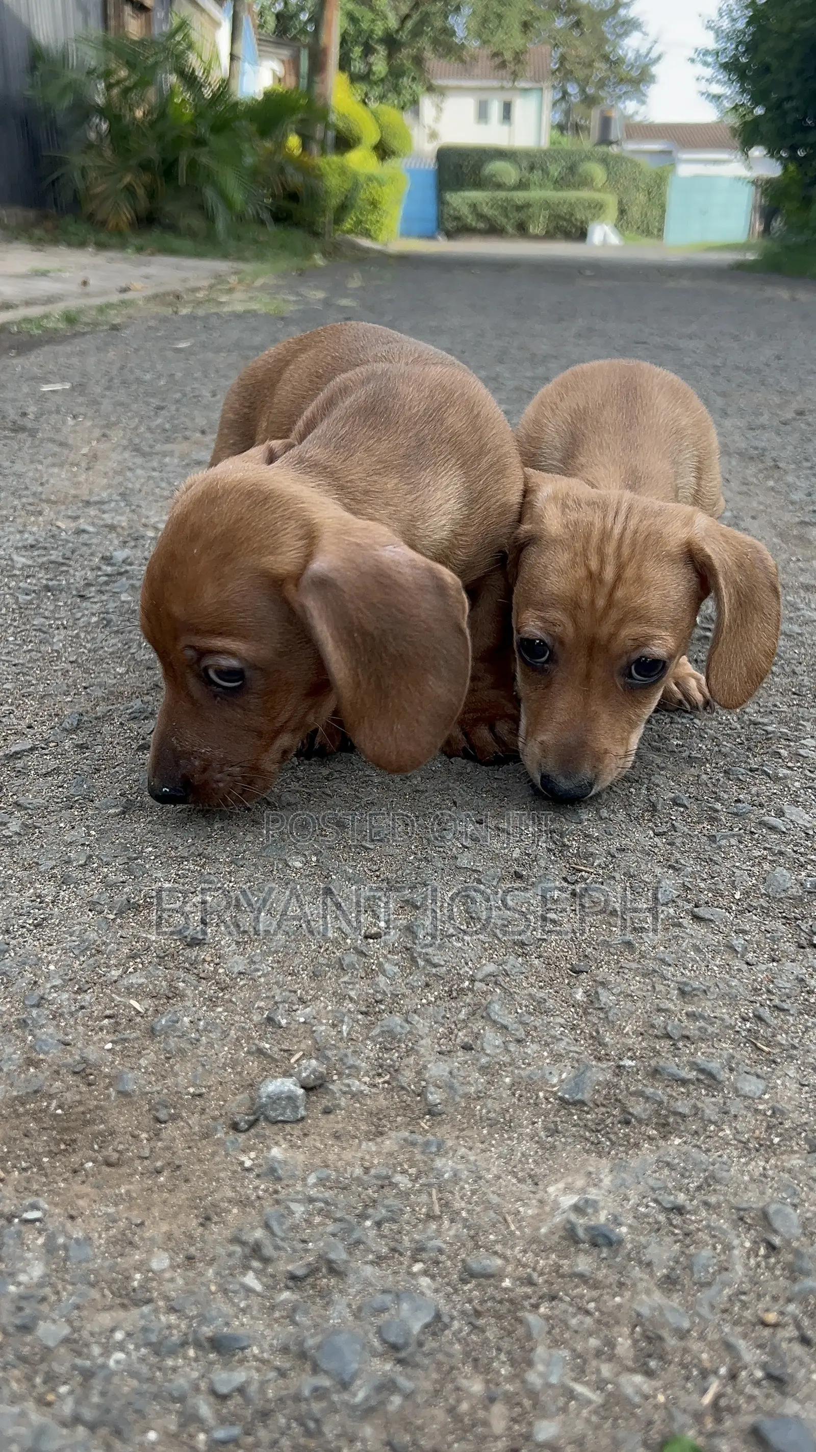 1-3 months Male Purebred Dachshund