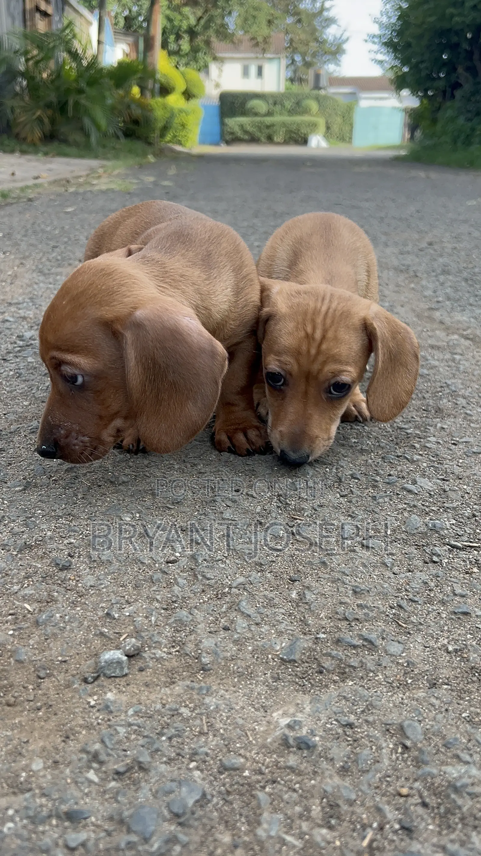 1-3 months Male Purebred Dachshund
