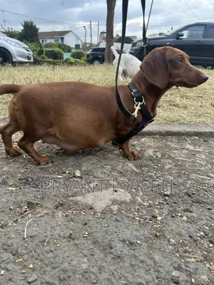 1-3 months Male Purebred Dachshund