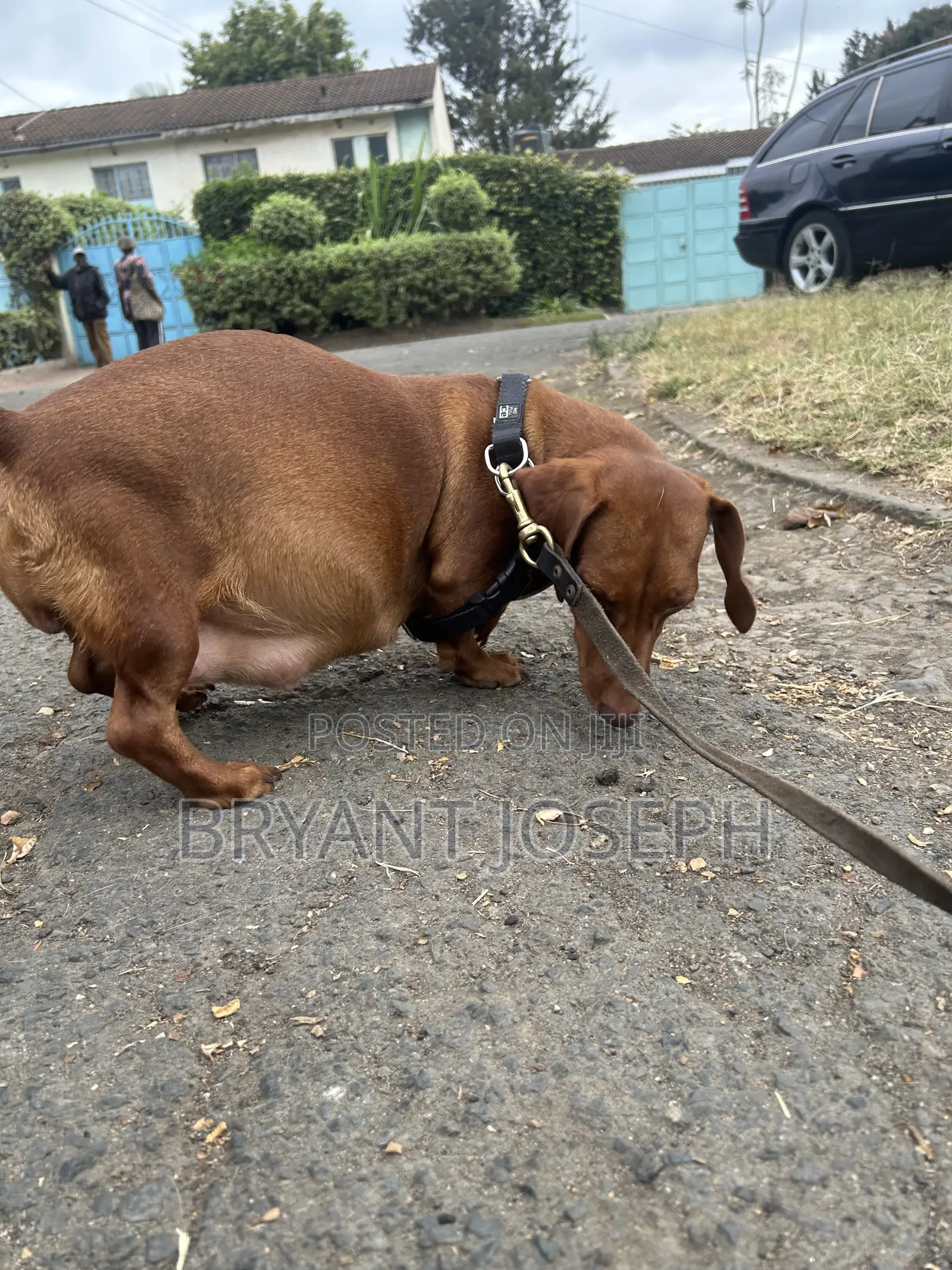 1-3 months Male Purebred Dachshund