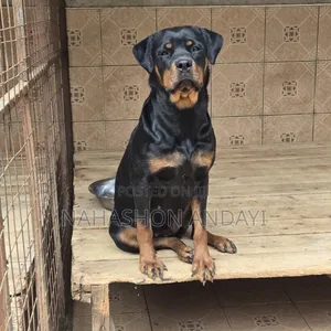 1+ year Female Purebred Rottweiler