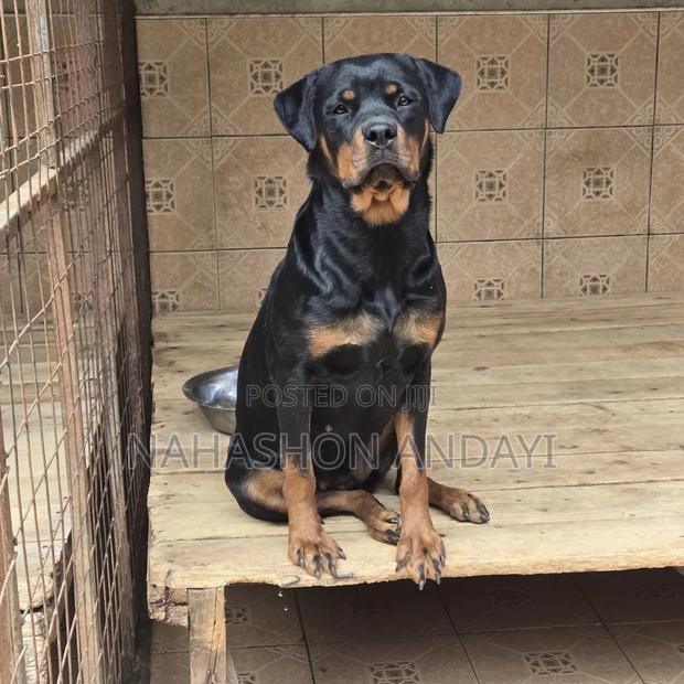 1+ year Female Purebred Rottweiler - main view