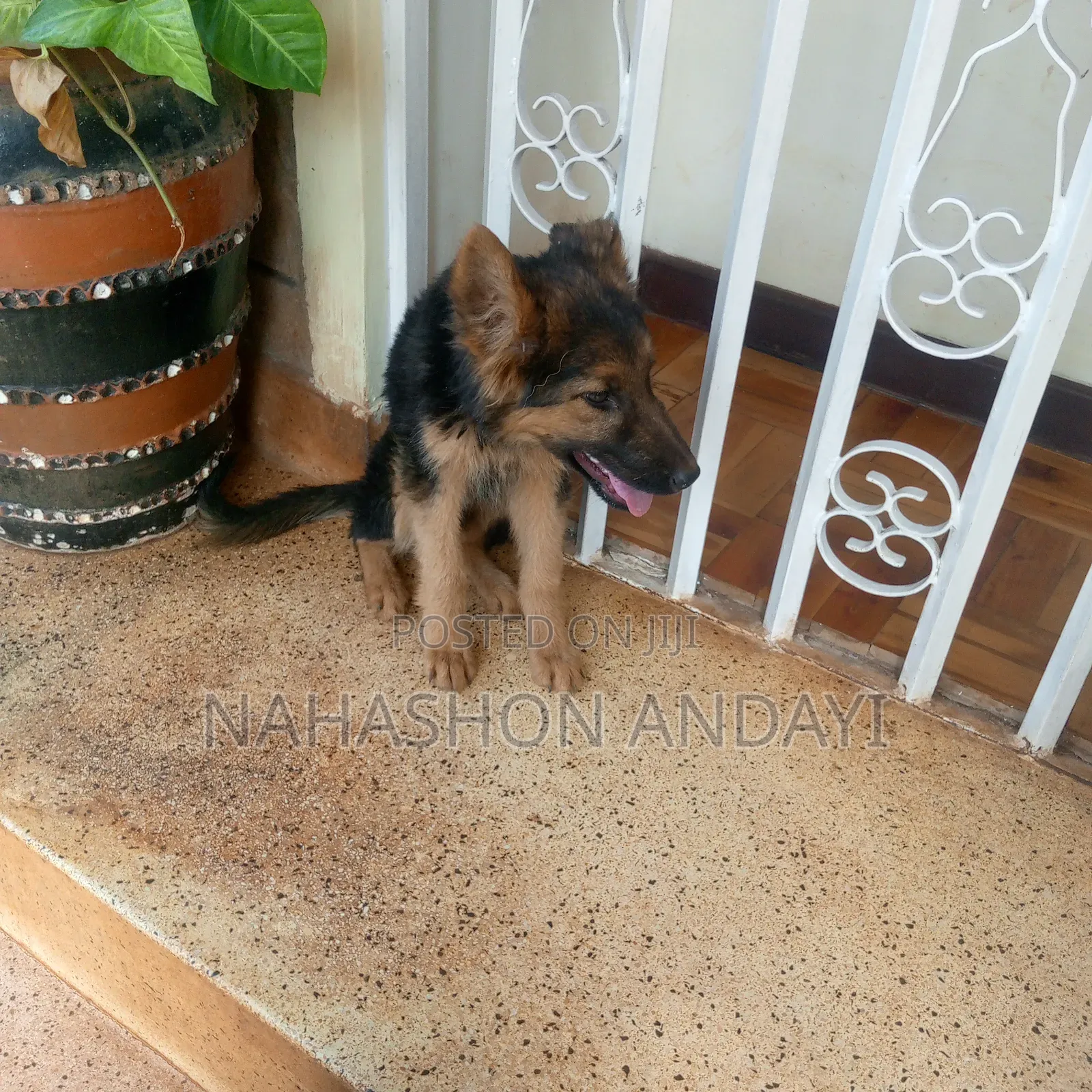 3-6 months Female Purebred German Shepherd