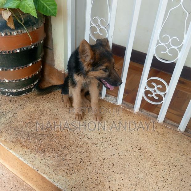 3-6 months Female Purebred German Shepherd