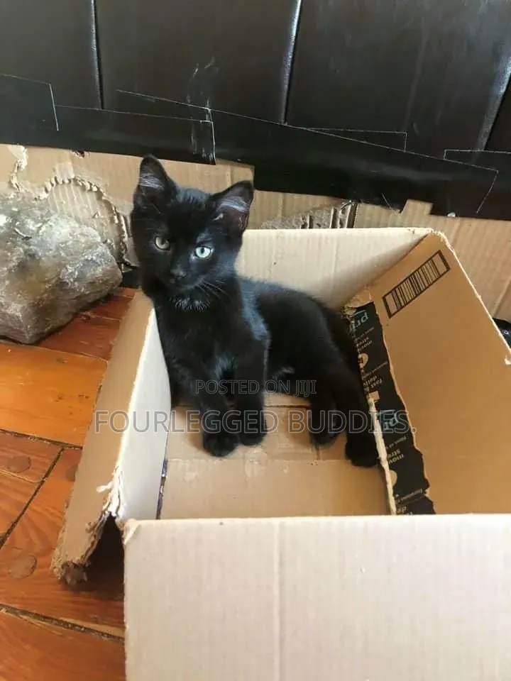 1-3 months Female Purebred Bombay