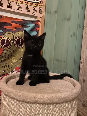 1-3 months Female Purebred Bombay