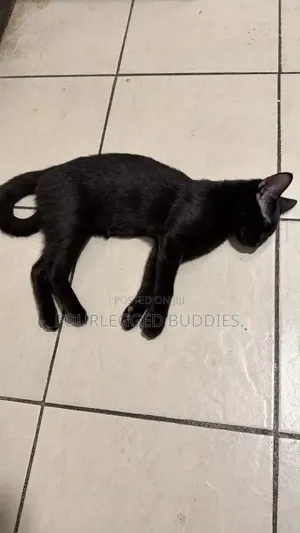 1-3 months Female Purebred Bombay