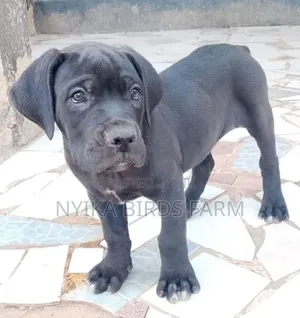 1-3 months Male Purebred Boerboel