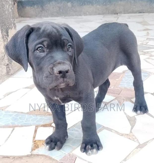 1-3 months Male Purebred Boerboel