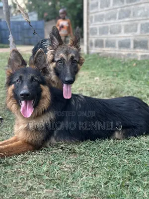1-3 months Male Purebred German Shepherd