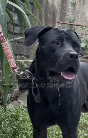 1-3 months Male Purebred Boerboel