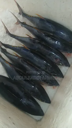 Fish Supplier