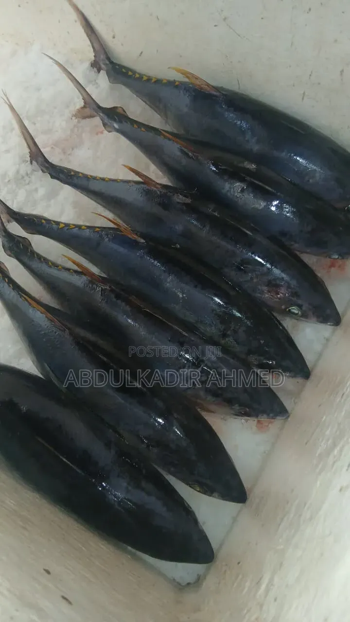 Fish Supplier