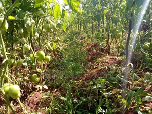 Top-Grade Tomatoes