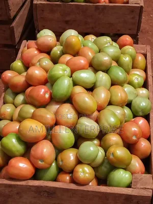 Top-Grade Tomatoes
