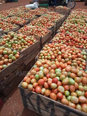 Top-Grade Tomatoes