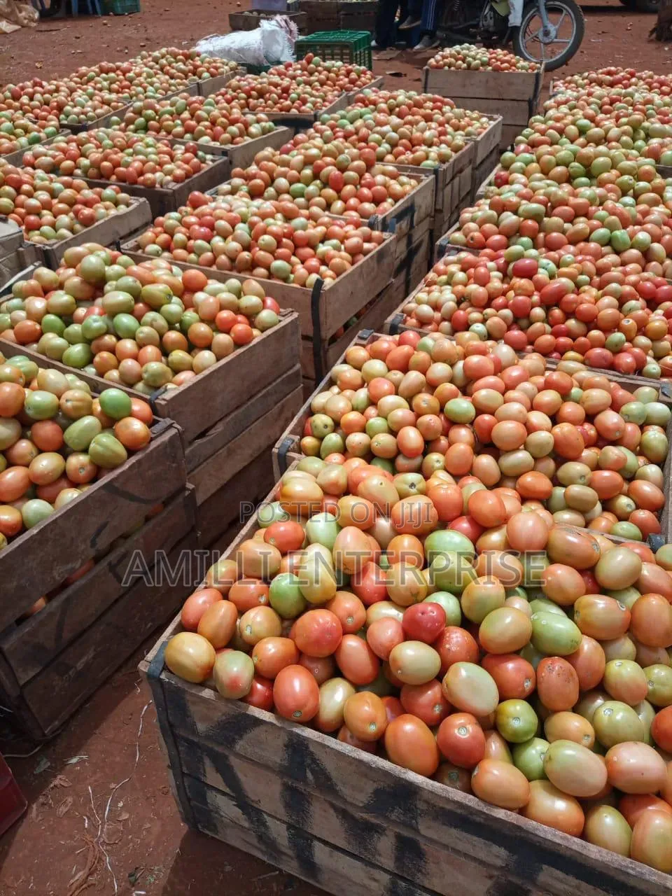 Top-Grade Tomatoes