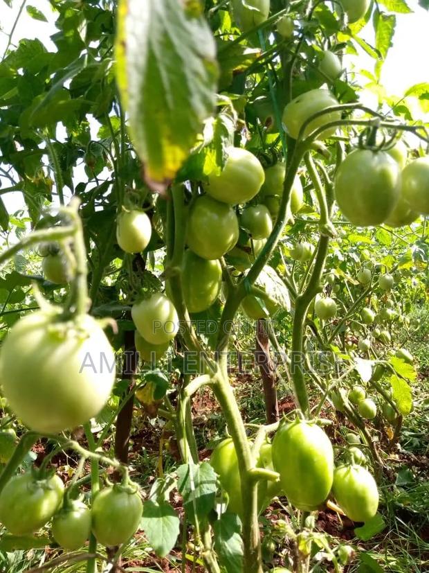 Top-Grade Tomatoes - thumbnail 6