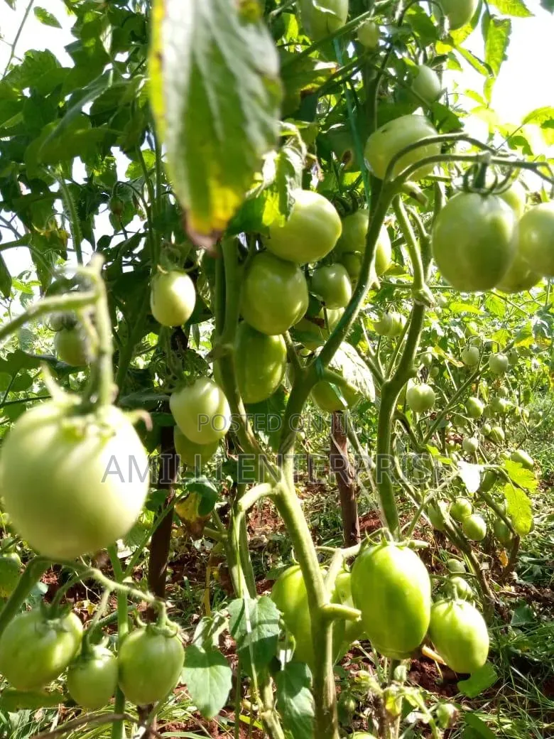 Top-Grade Tomatoes