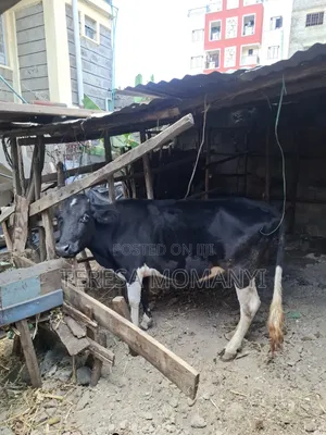 Fresian Cow