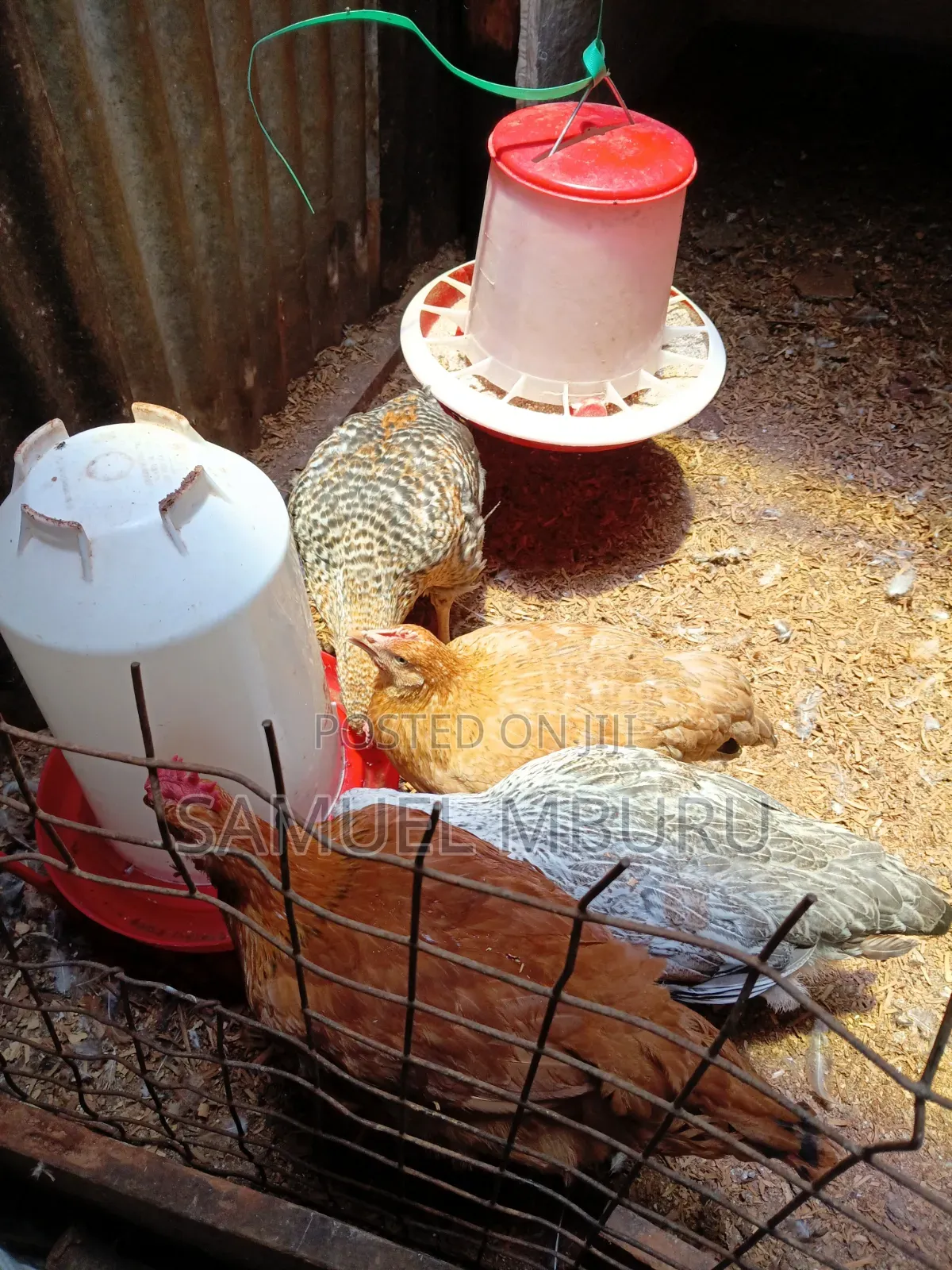 Kienyeji Chicken