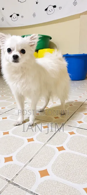 3-6 months Female Purebred Chihuahua