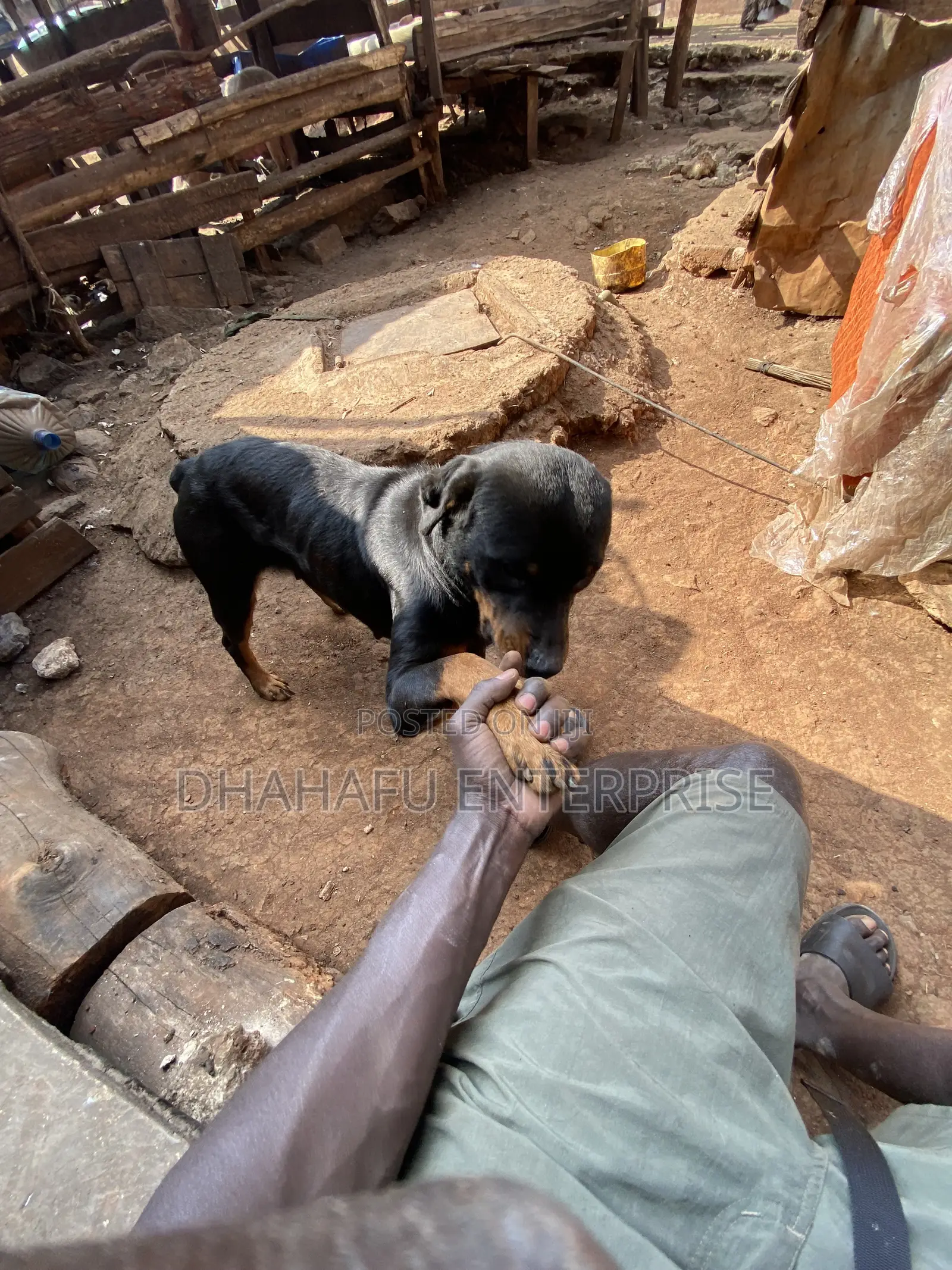 1+ year Female Mixed Breed Rottweiler