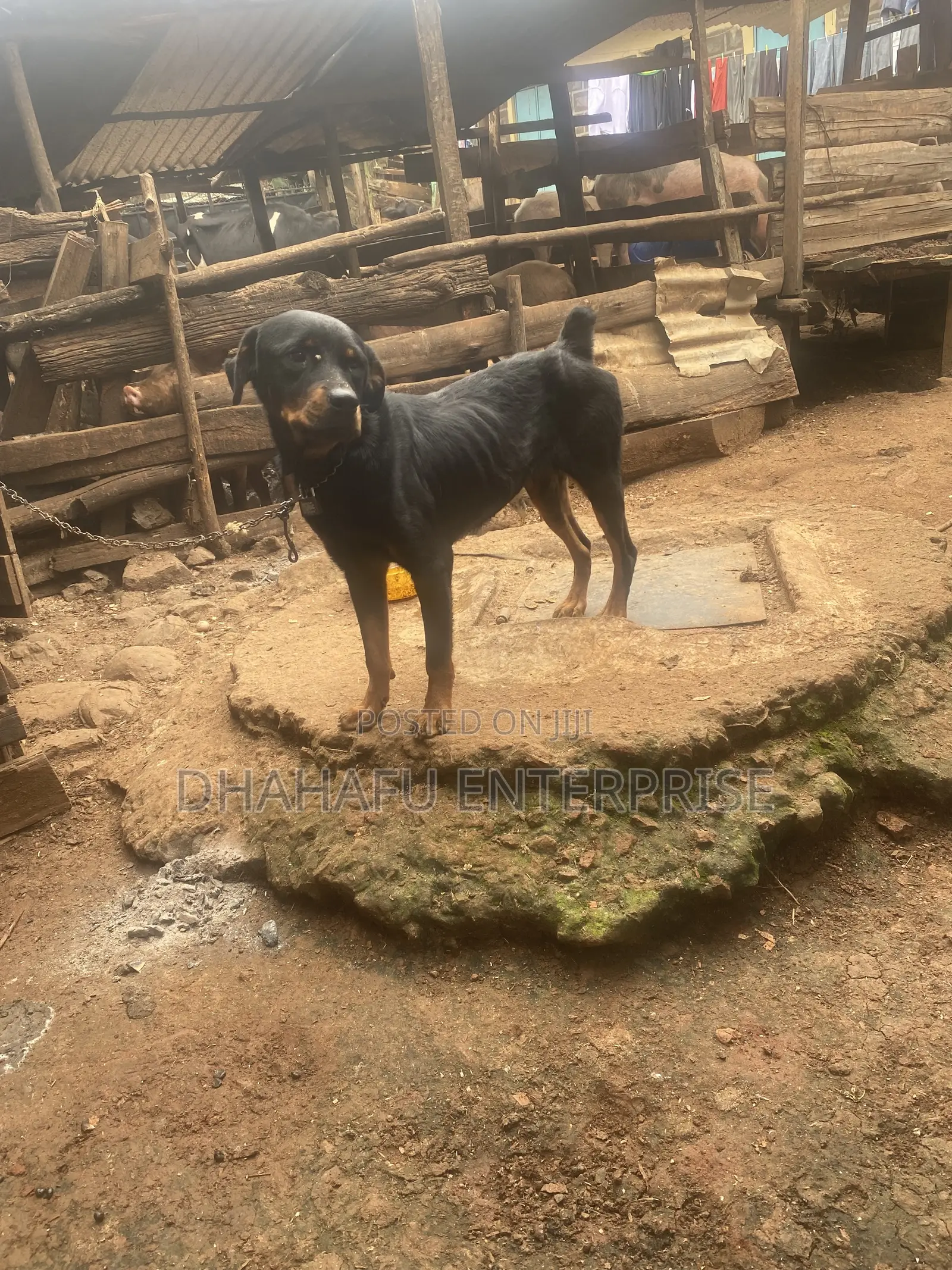 1+ year Female Mixed Breed Rottweiler