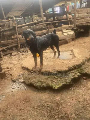 1+ year Female Mixed Breed Rottweiler