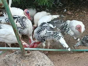 Mature Female Turkeys on Sale