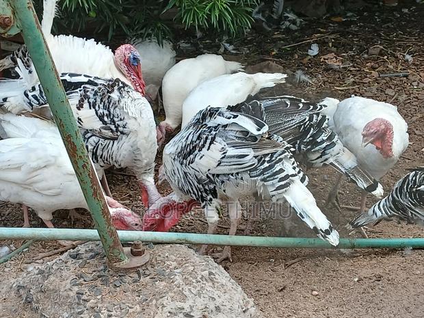 Mature Female Turkeys on Sale